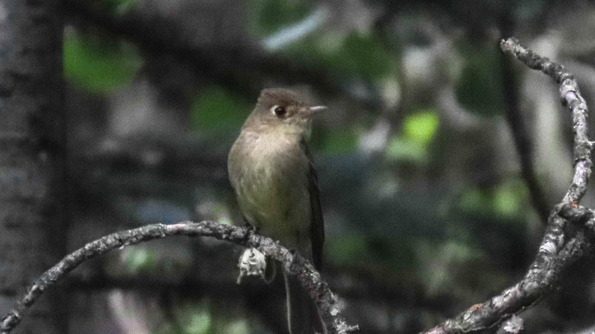 Western Flycatcher (Cordilleran) - ML638542285