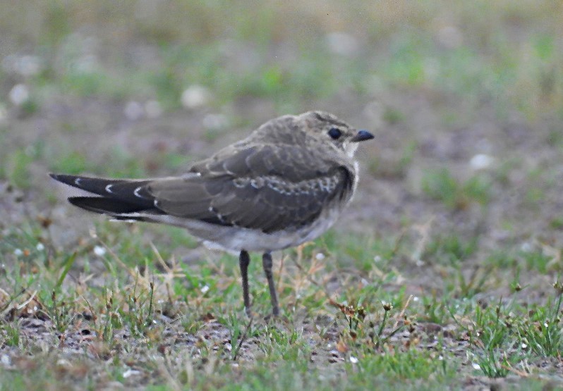 pratincole sp. - ML638542286