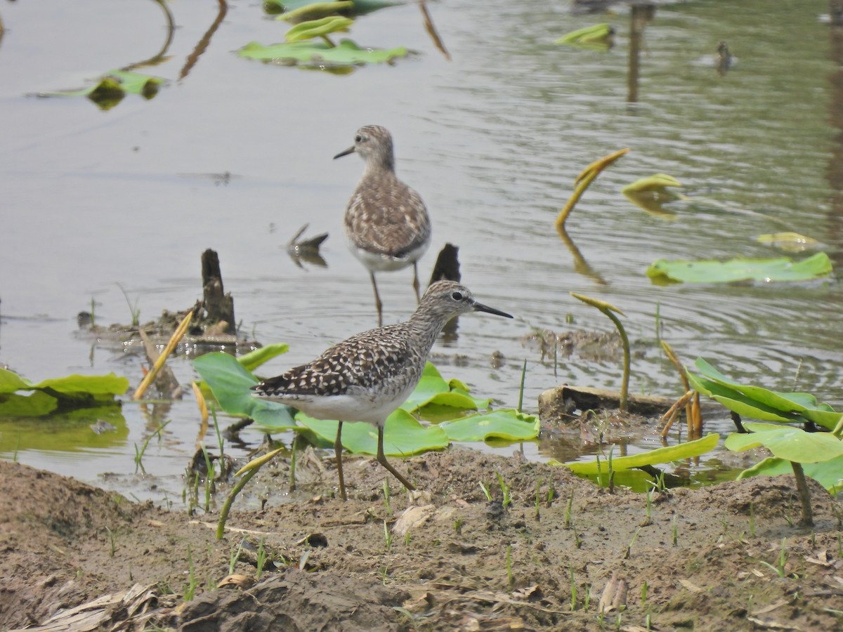 Wood Sandpiper - ML638542287