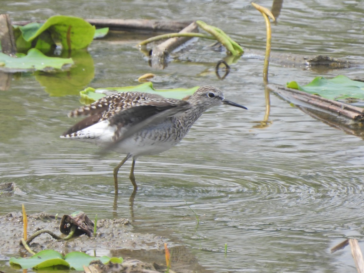 Wood Sandpiper - ML638542290