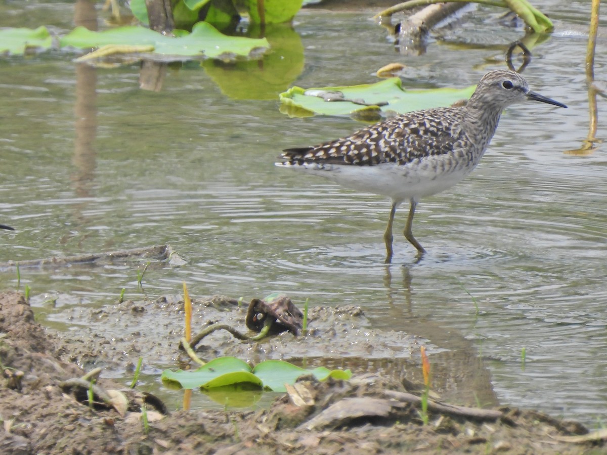 Wood Sandpiper - ML638542291
