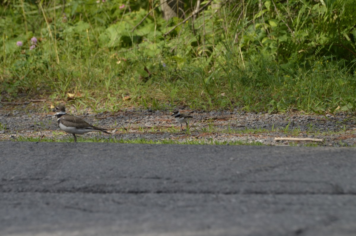 Killdeer - ML638542292