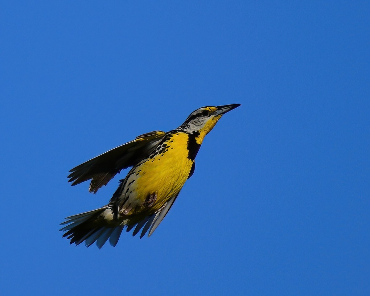Eastern Meadowlark - ML638542293