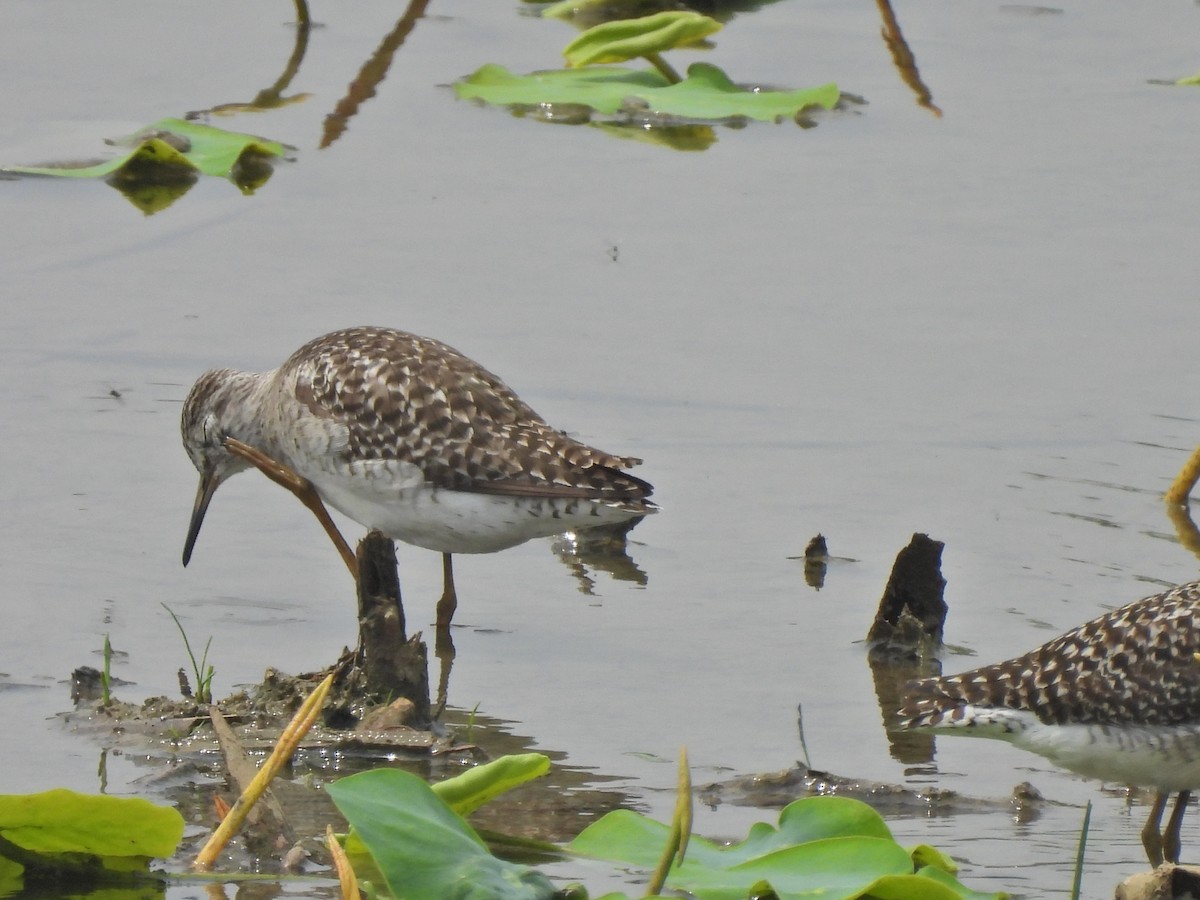 Wood Sandpiper - ML638542294