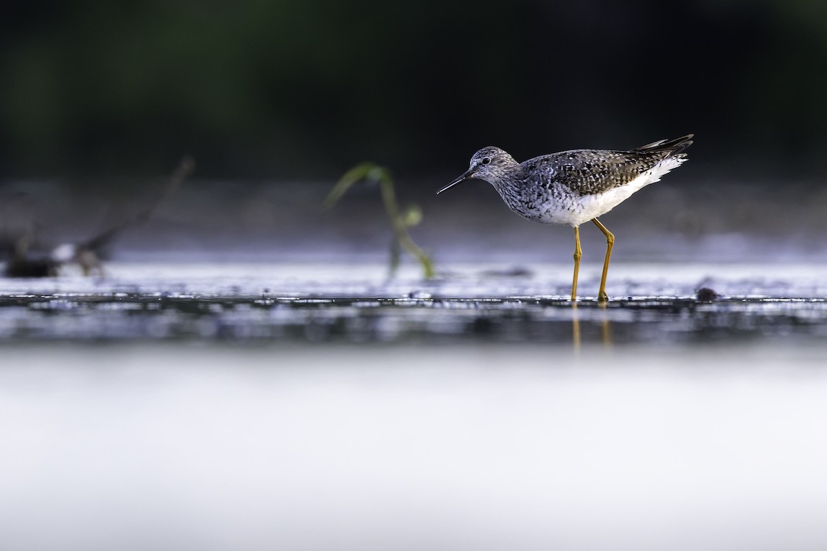 Lesser Yellowlegs - ML638542295