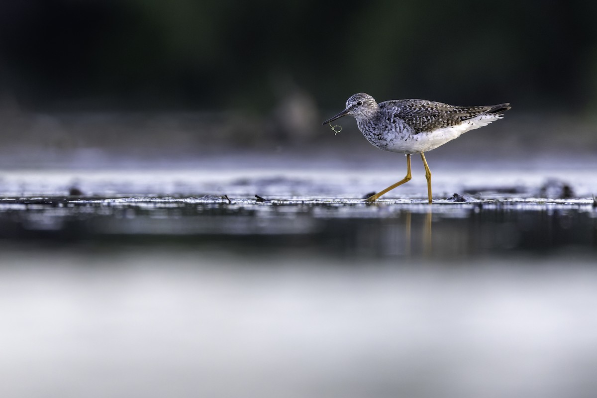 Lesser Yellowlegs - ML638542296