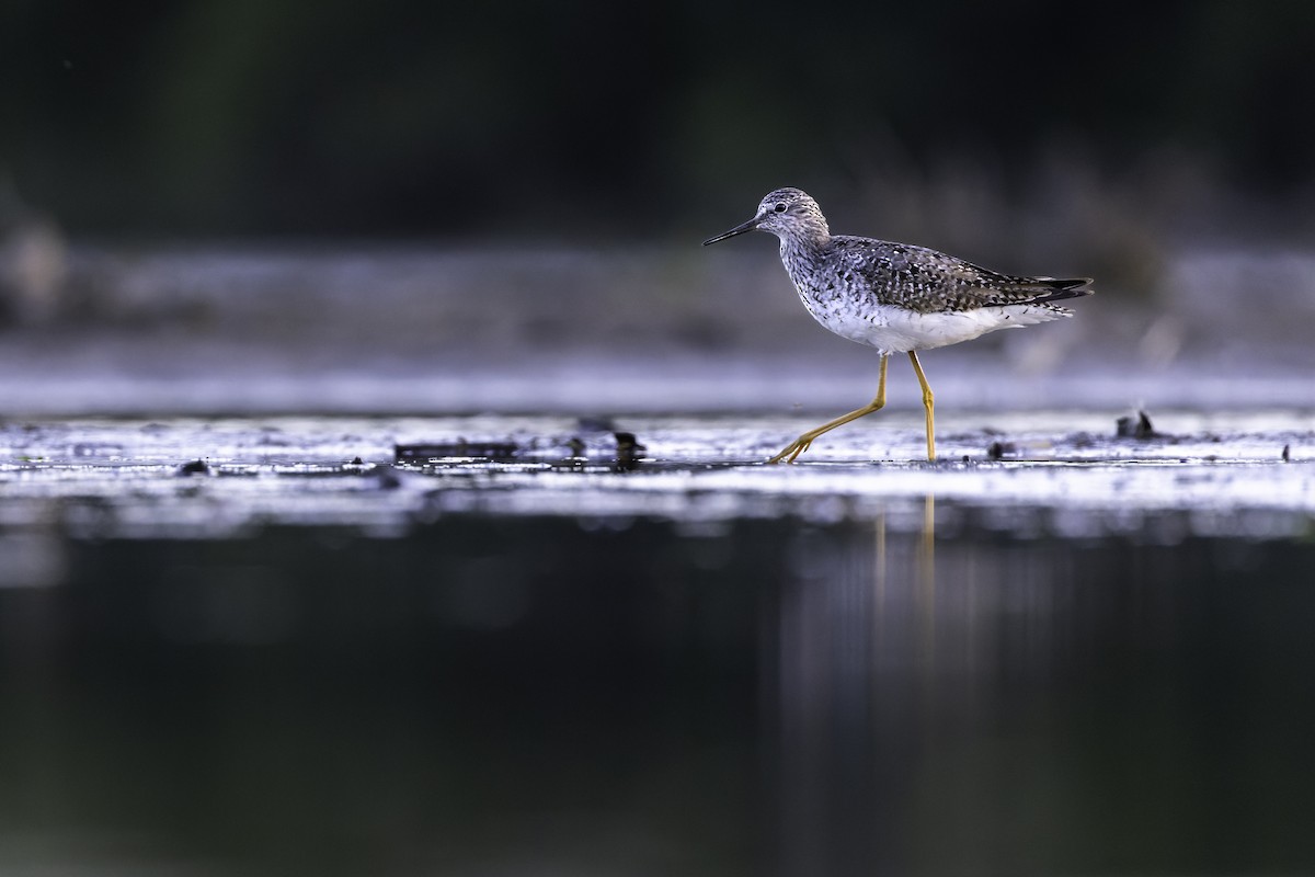 Lesser Yellowlegs - ML638542297