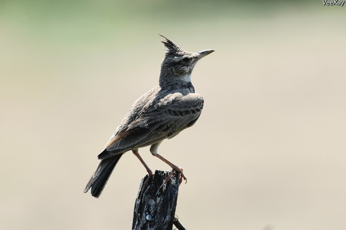 Crested Lark - ML638542300