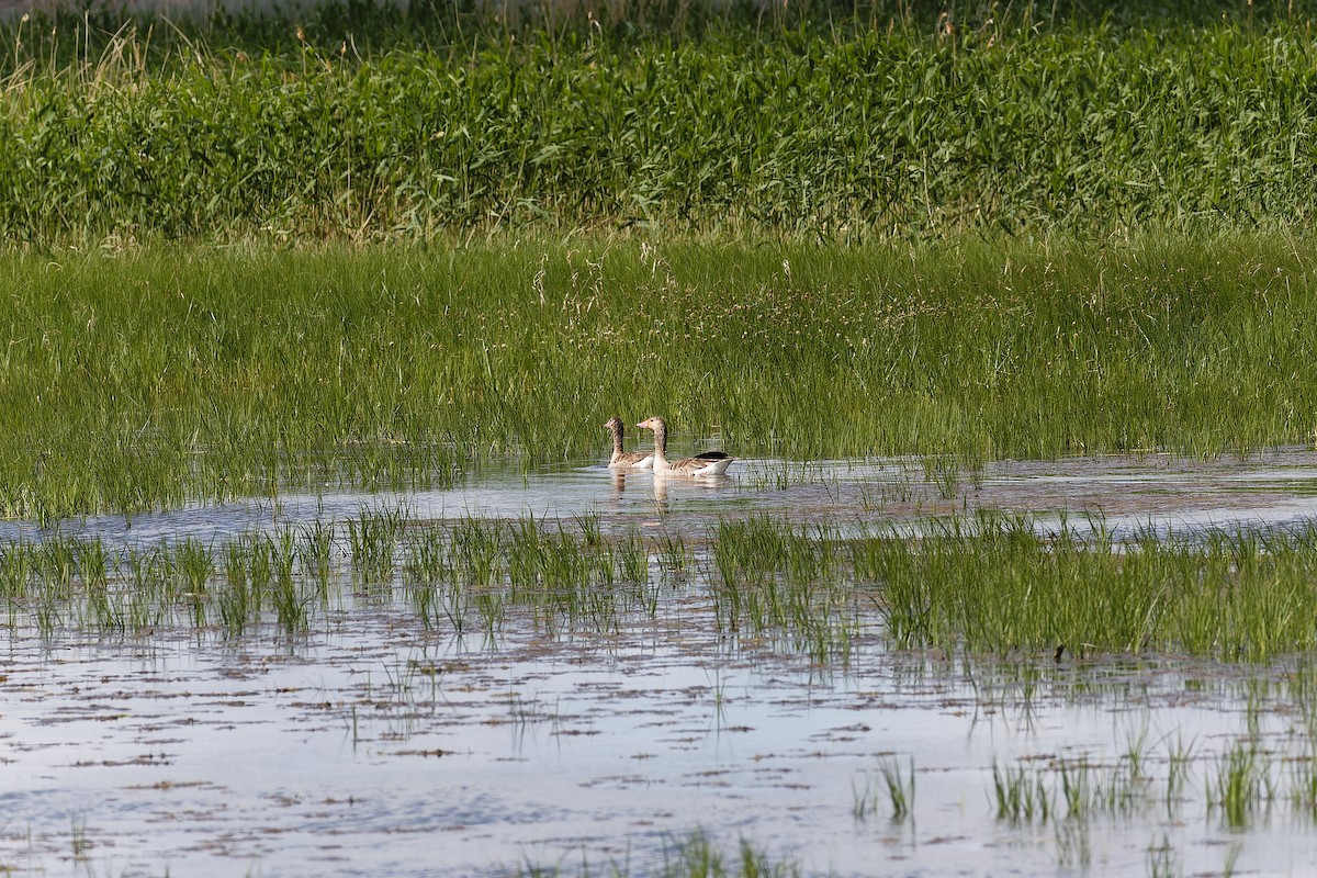 Graylag Goose - ML638542301