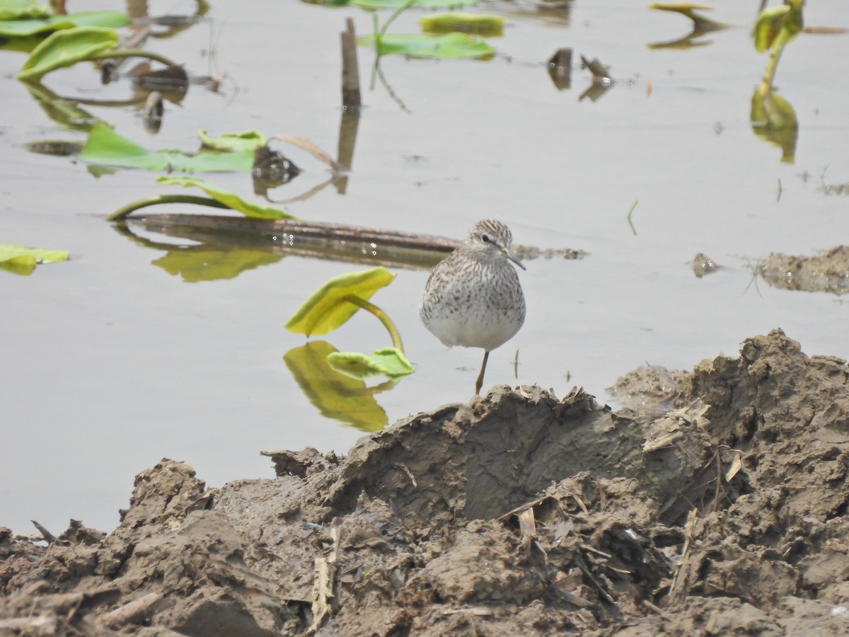 Wood Sandpiper - ML638542302