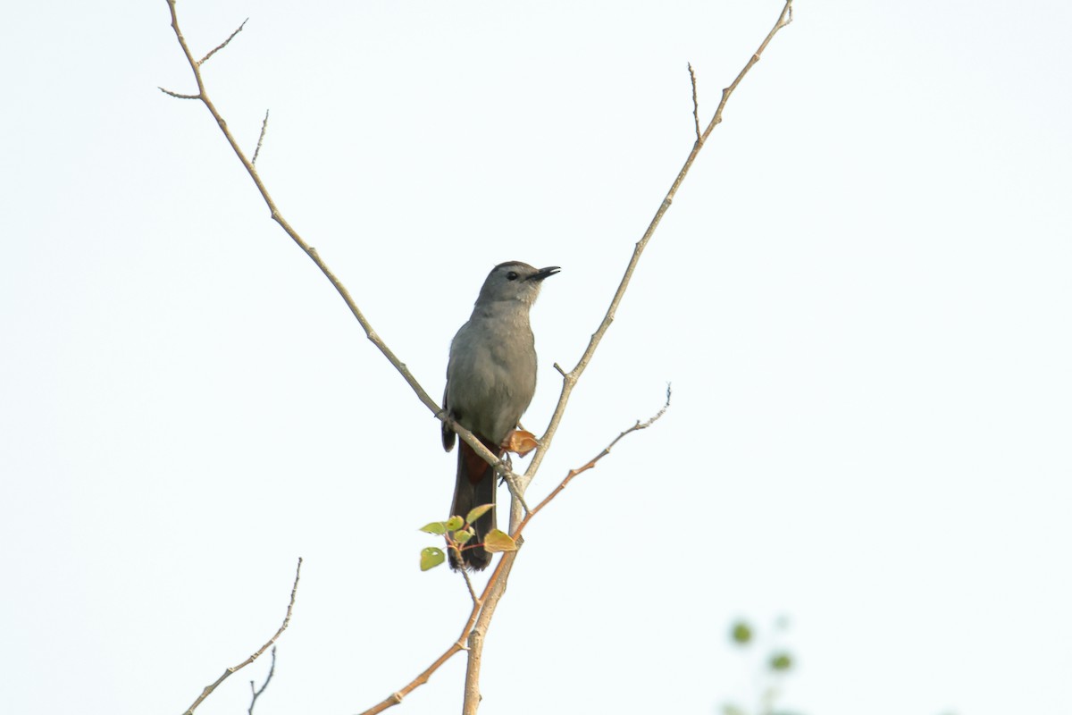 Gray Catbird - ML638542303