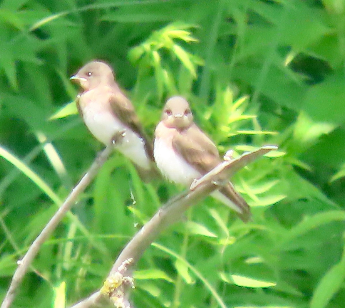Northern Rough-winged Swallow - ML638542304