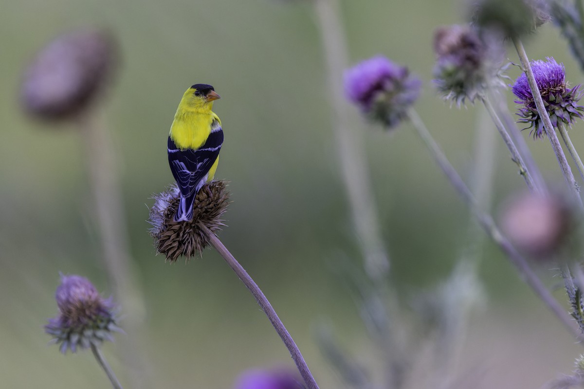 American Goldfinch - ML638542306