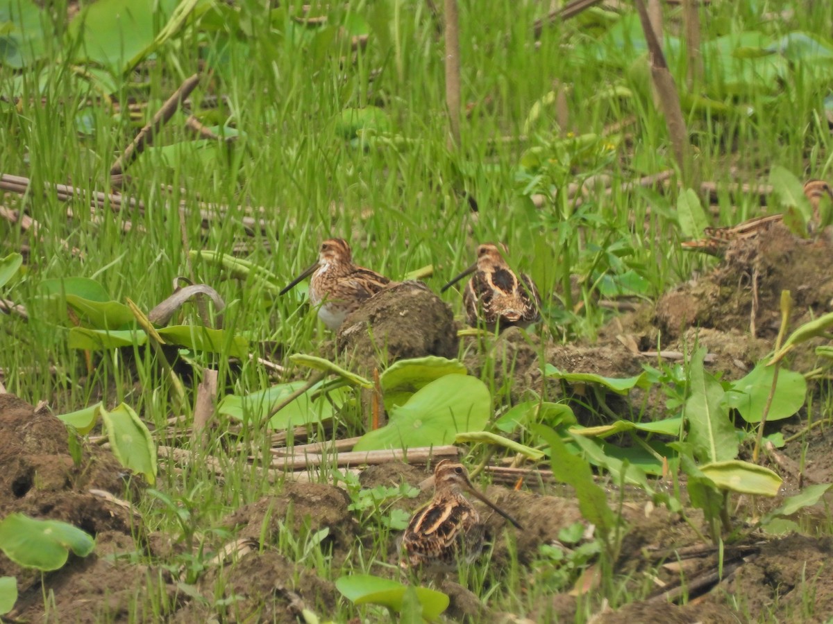 Common Snipe - ML638542308