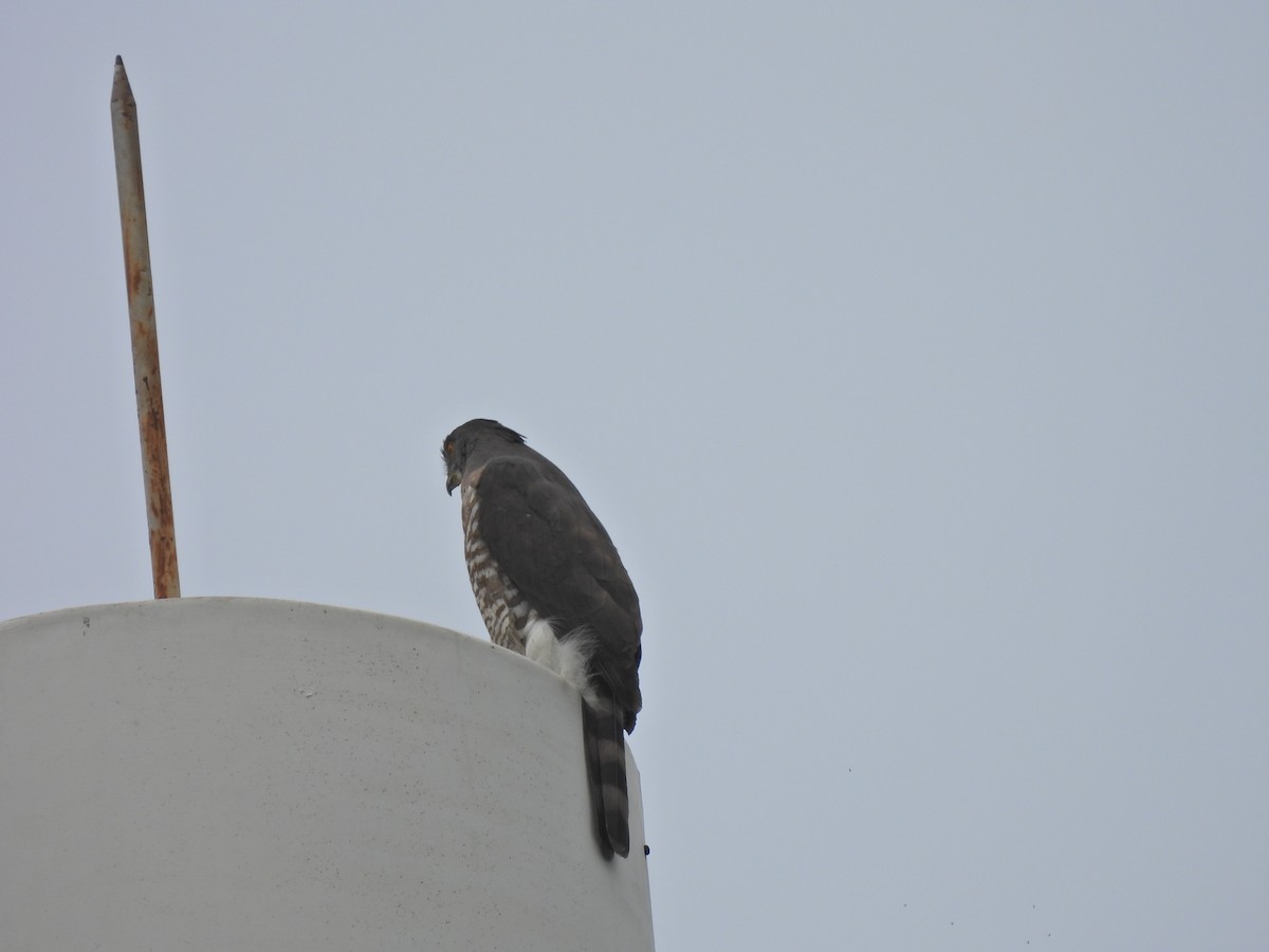 Crested Goshawk - ML638542329