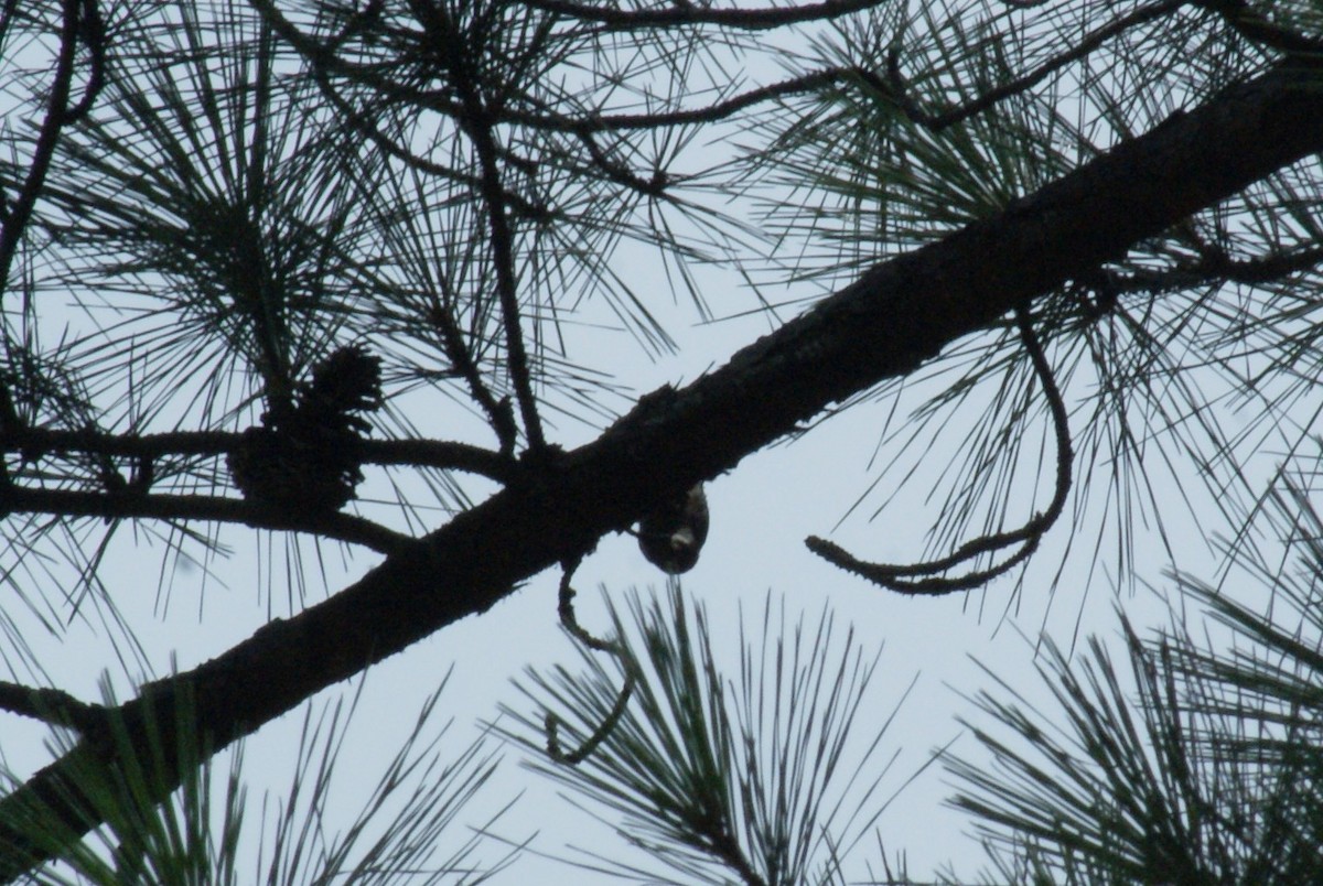 Brown-headed Nuthatch - ML638542339