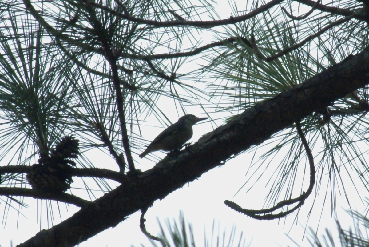 Brown-headed Nuthatch - ML638542340