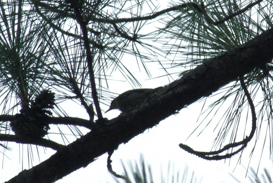Brown-headed Nuthatch - ML638542342