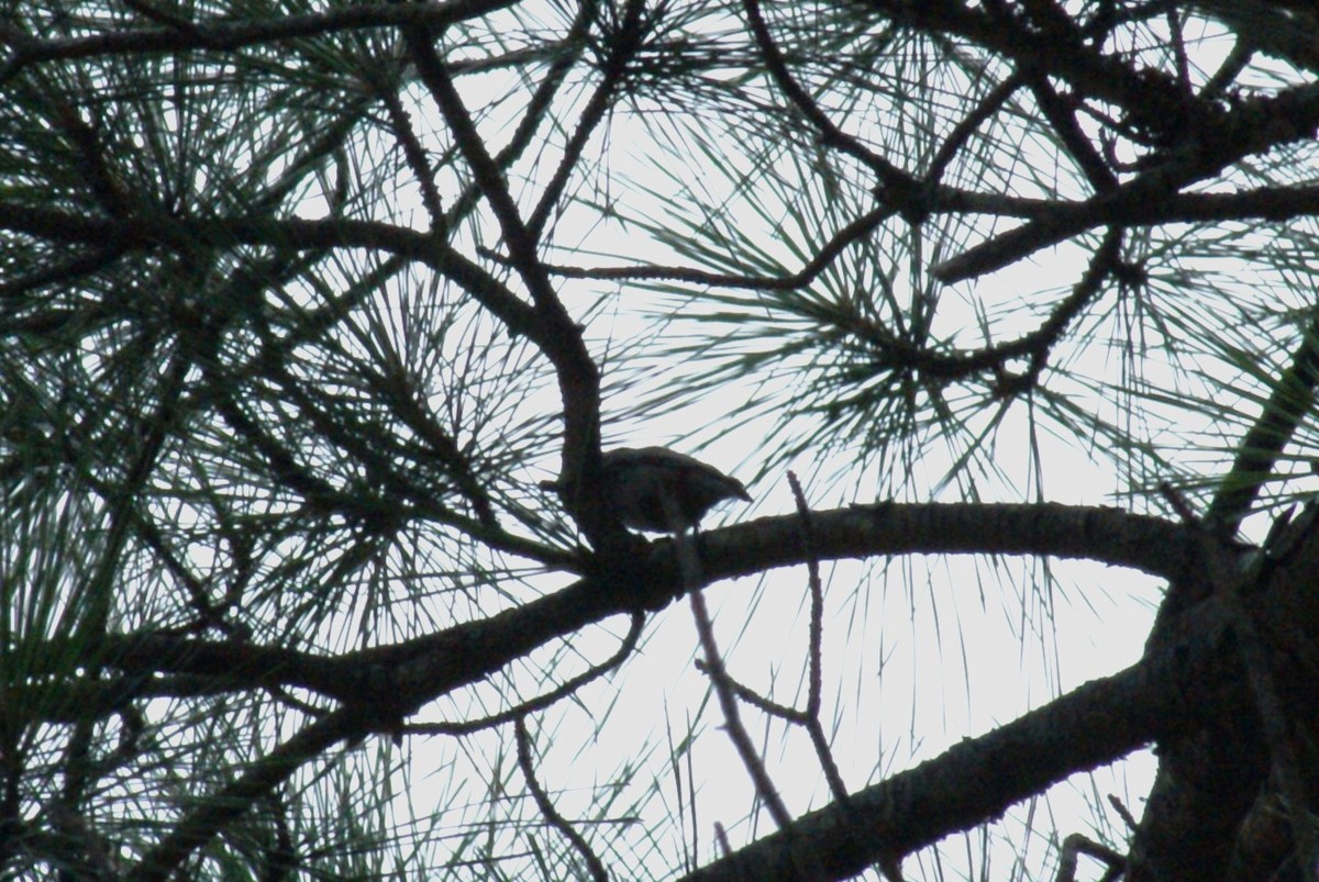 Brown-headed Nuthatch - ML638542343