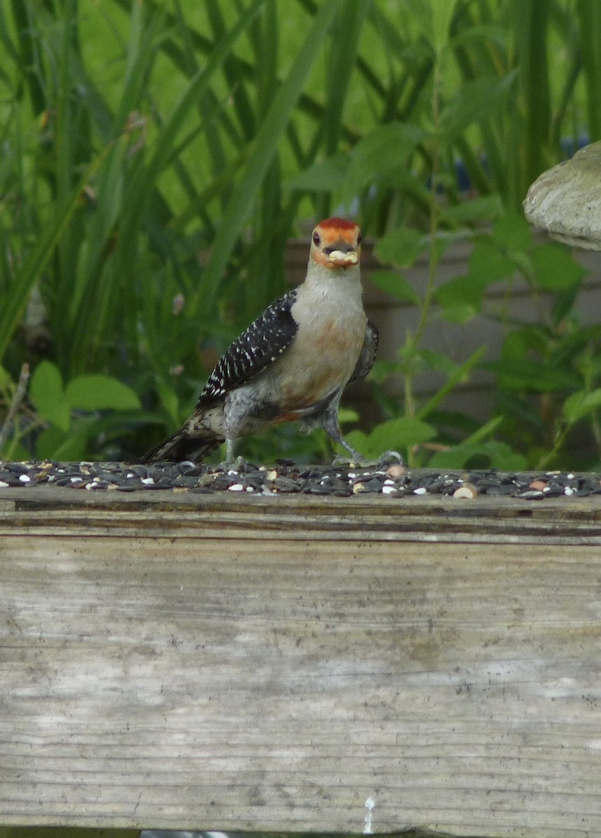 Red-bellied Woodpecker - ML638542344