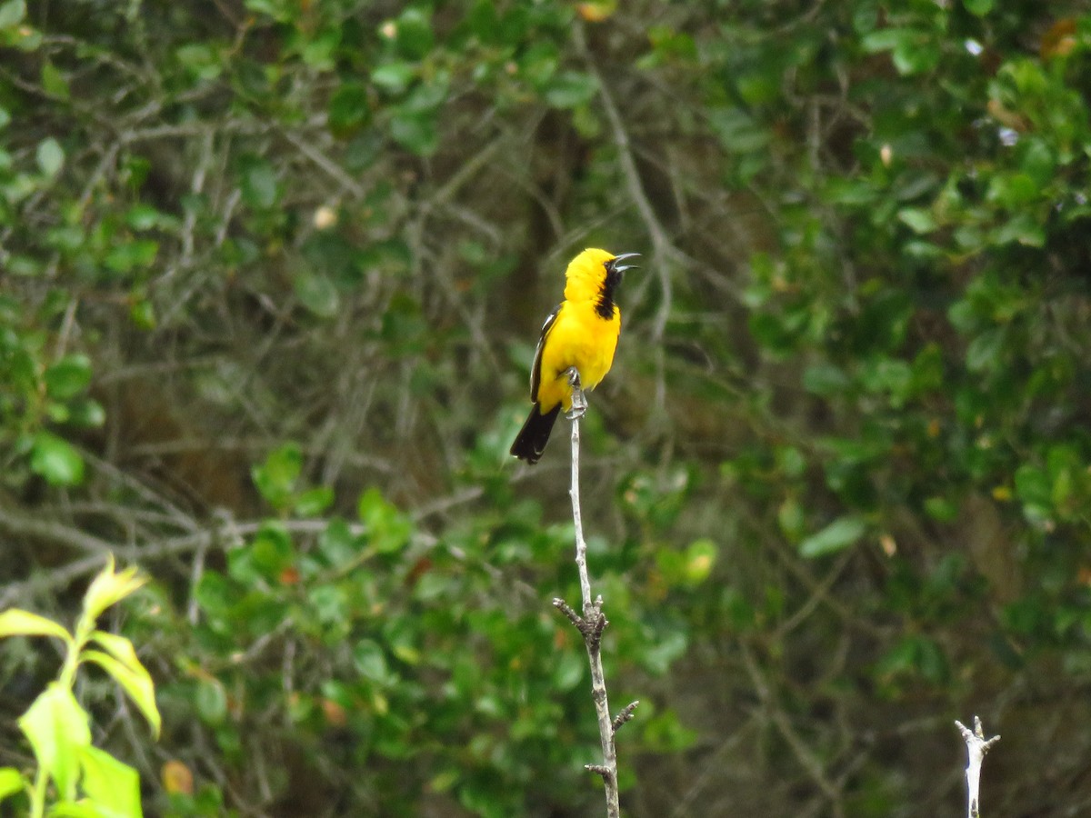 Oriole masqué - ML638542351
