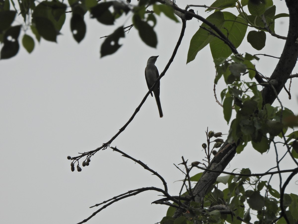 Minivet cendré ou M. de Swinhoe - ML638542357