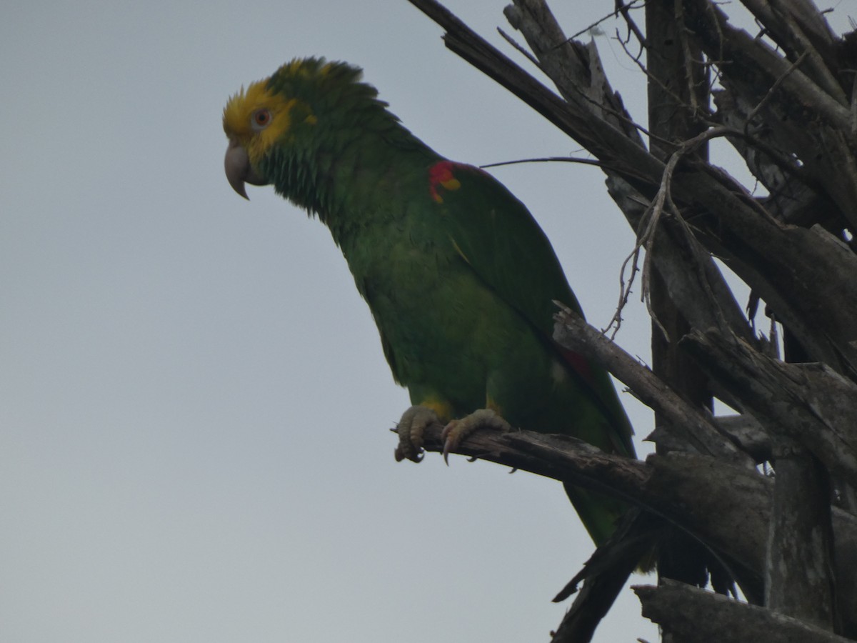 Amazone à tête jaune - ML638542364