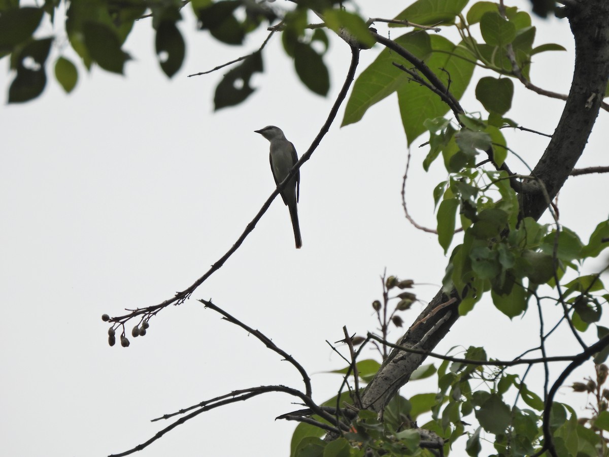 Minivet cendré ou M. de Swinhoe - ML638542365