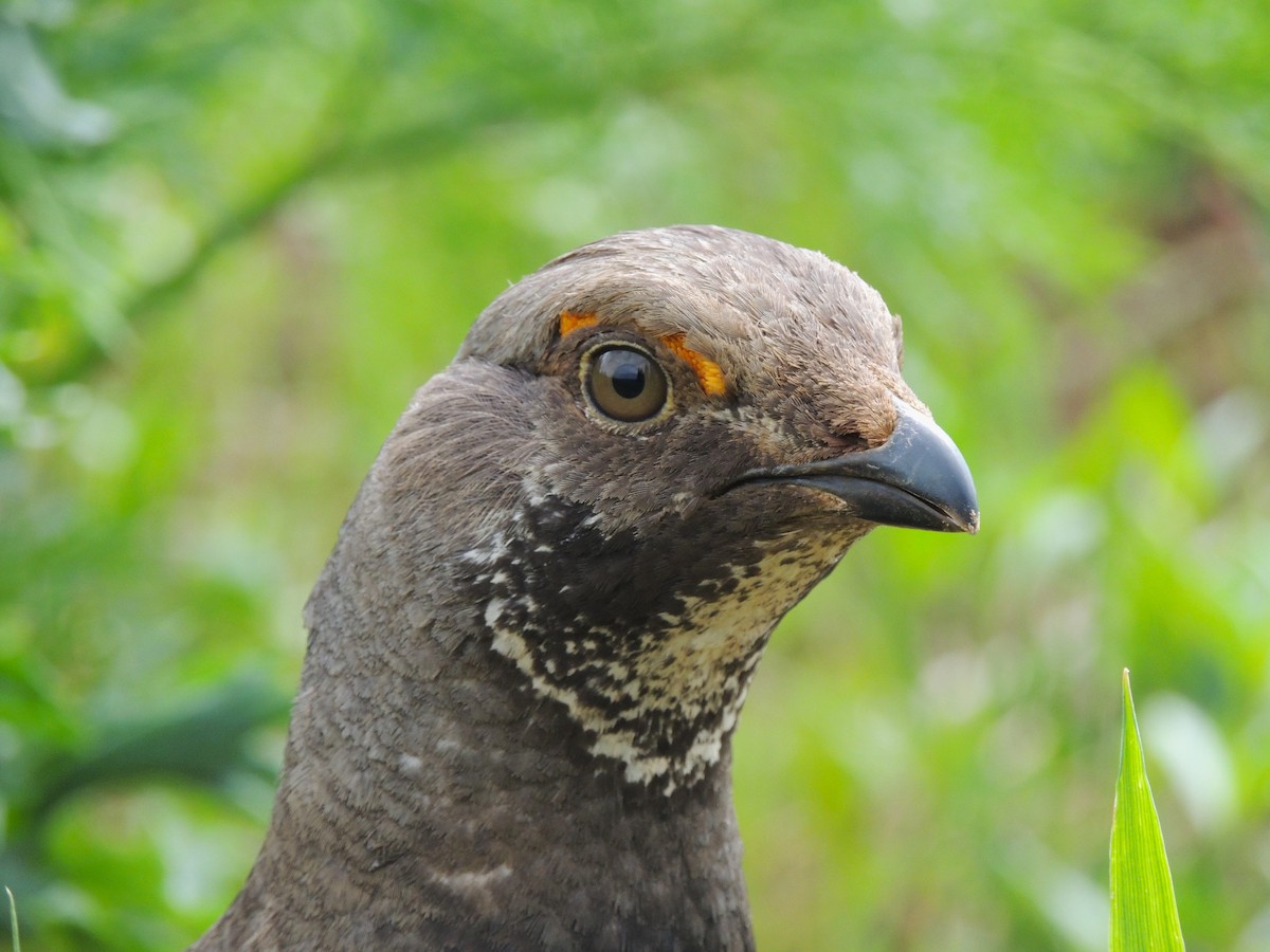 Dusky Grouse - ML638542366
