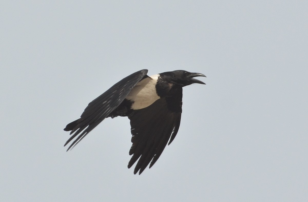 Corbeau pie - ML638542373