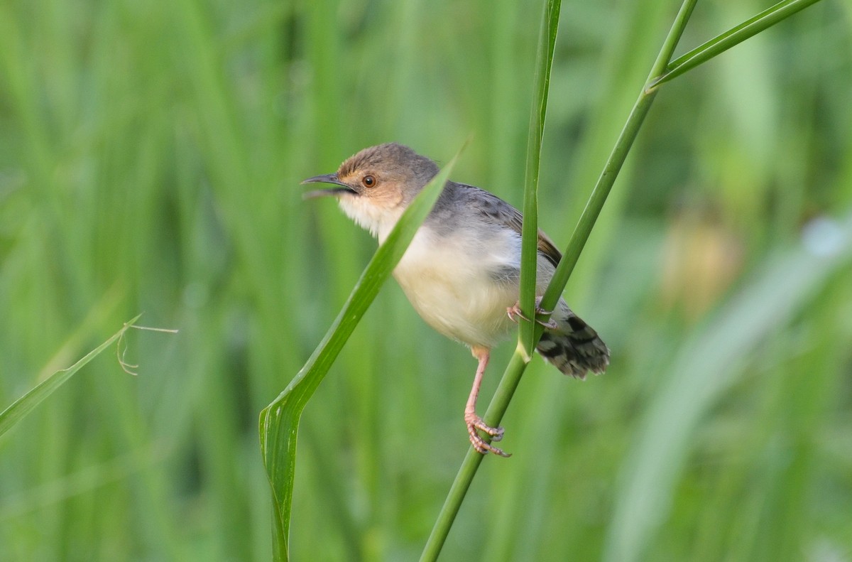 Winding Cisticola - ML638542379