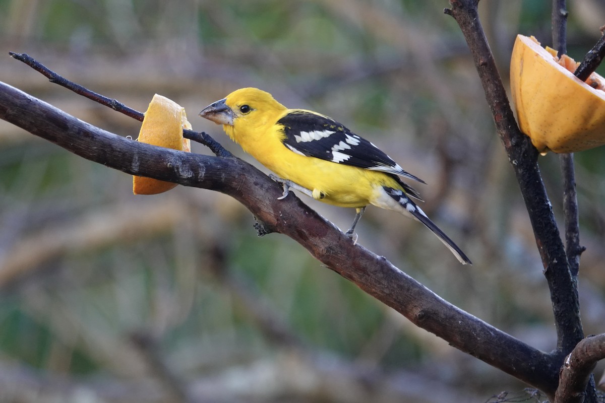 Cardinal jaune - ML638542387