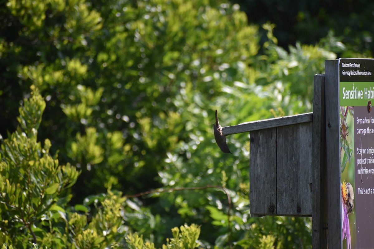 Northern House Wren (Northern) - ML638542395