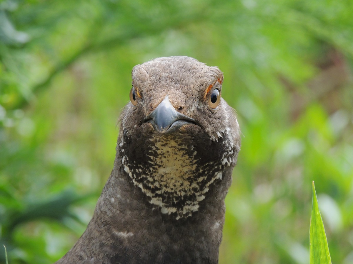 Dusky Grouse - ML638542413