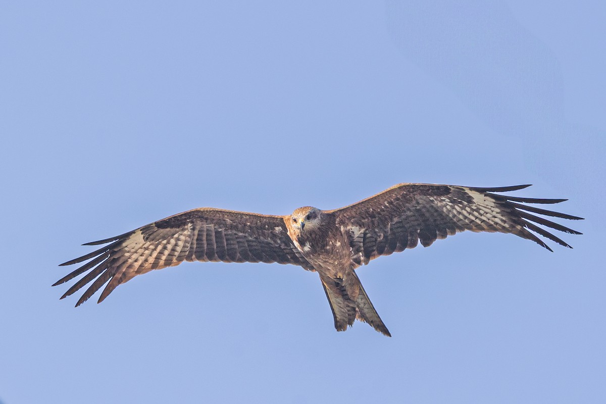 Black Kite - ML638542479