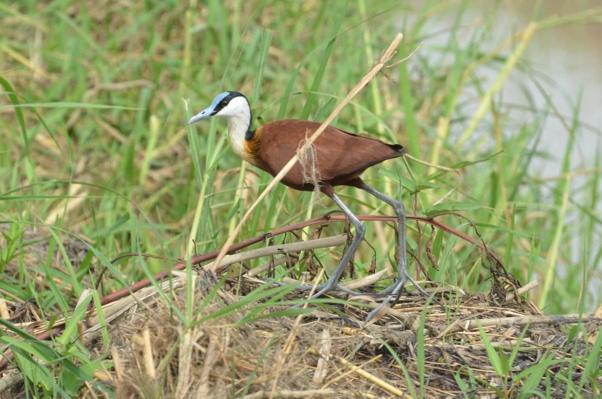 African Jacana - ML638542489