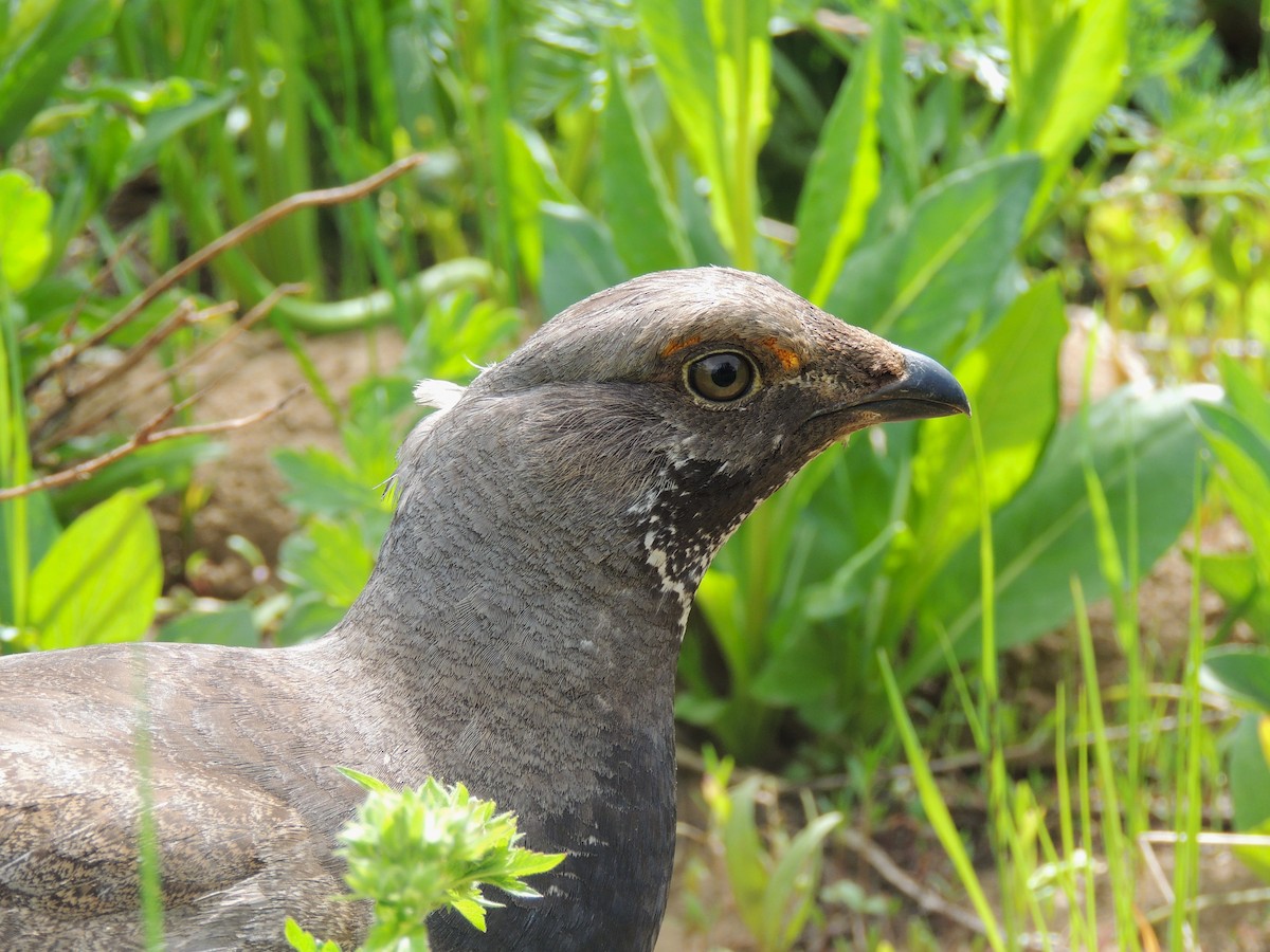 Dusky Grouse - ML638542491
