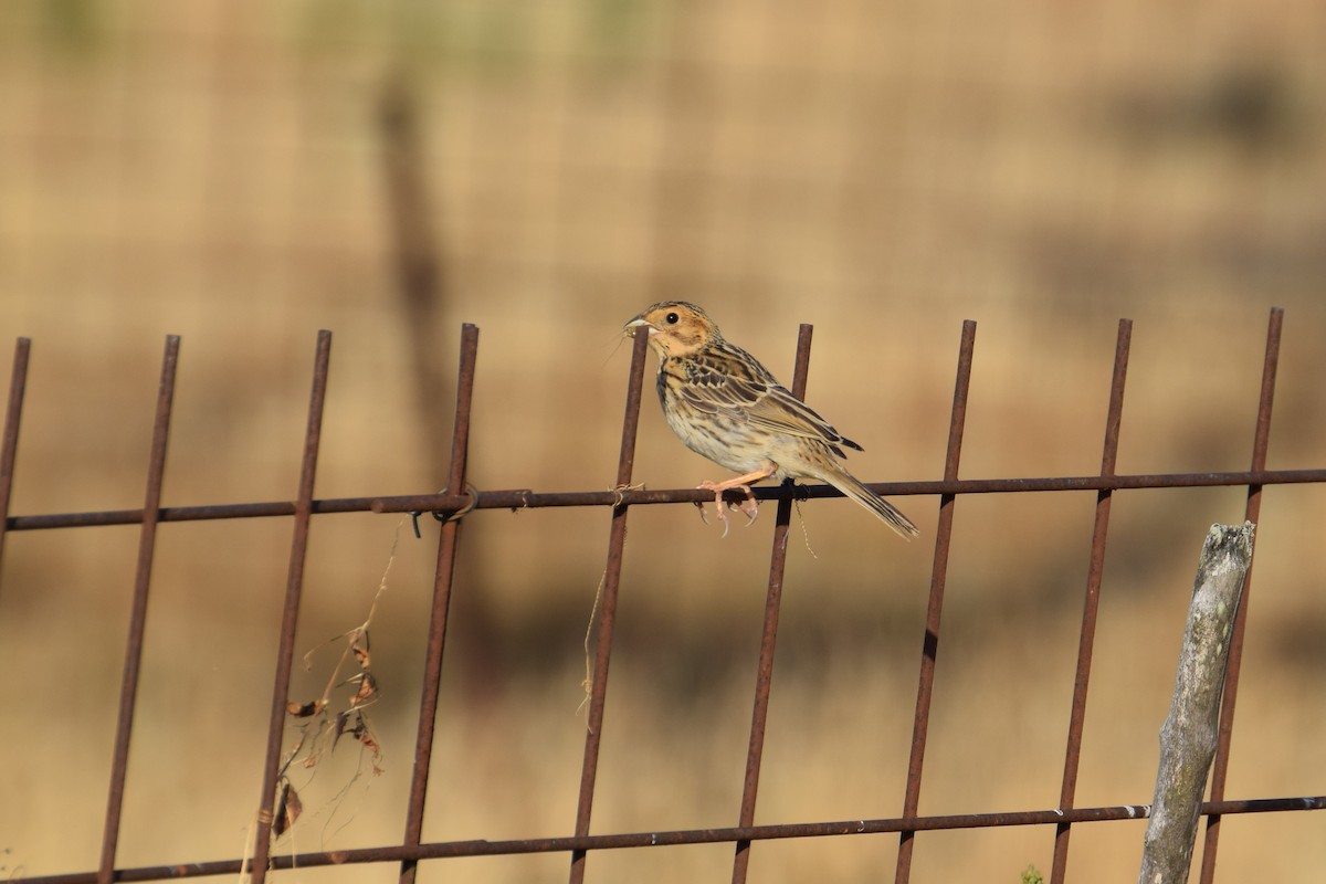 Corn Bunting - ML638542492