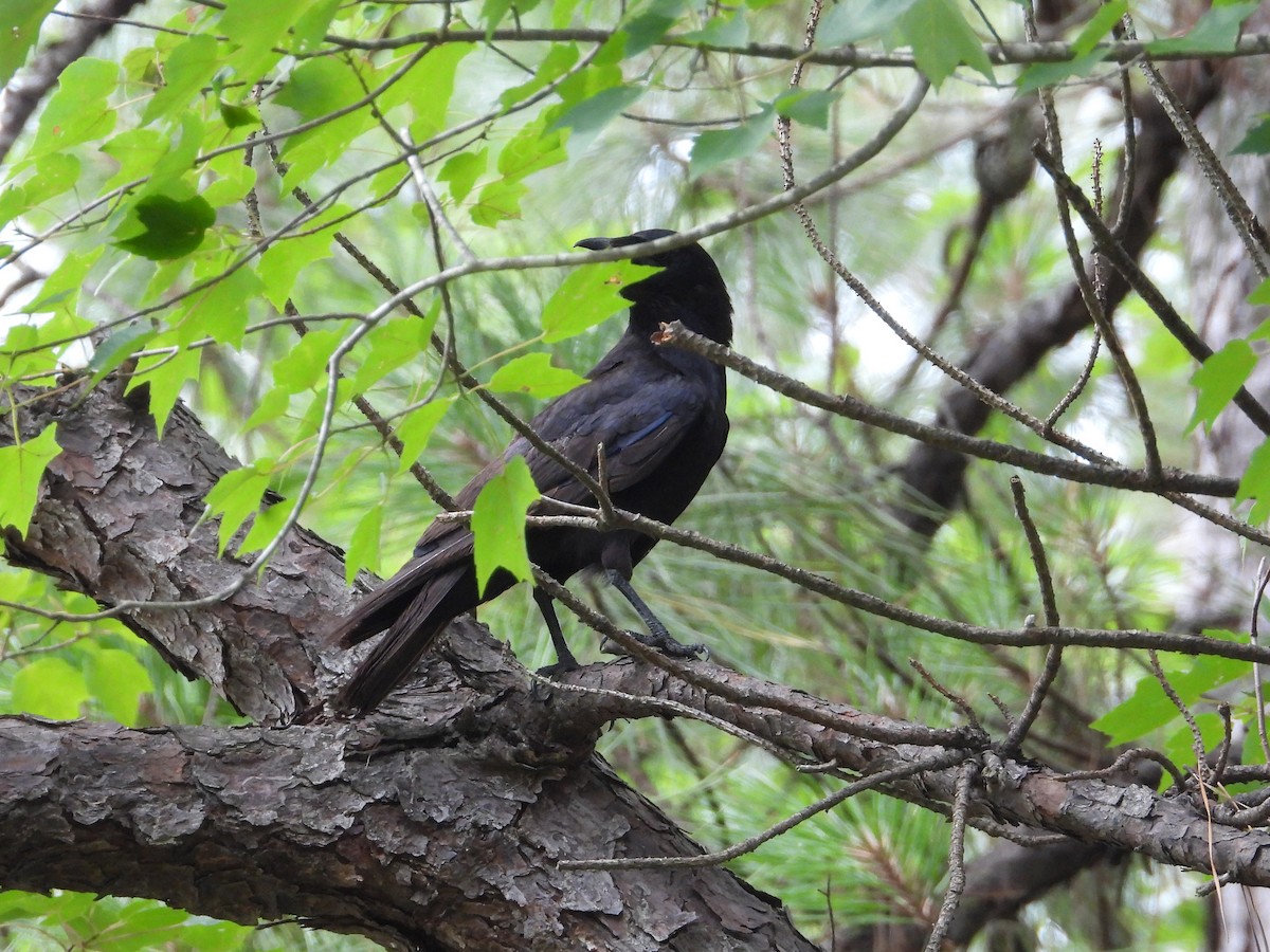 American Crow - ML638542493