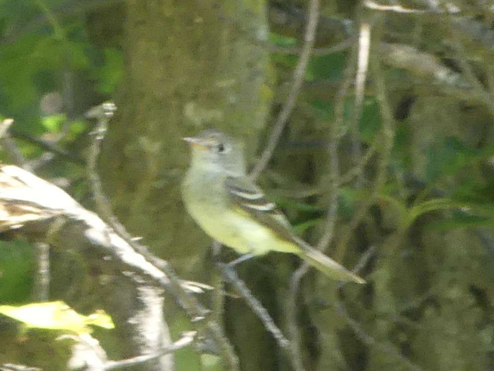 Least Flycatcher - ML638542499