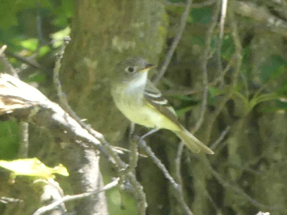 Least Flycatcher - ML638542500