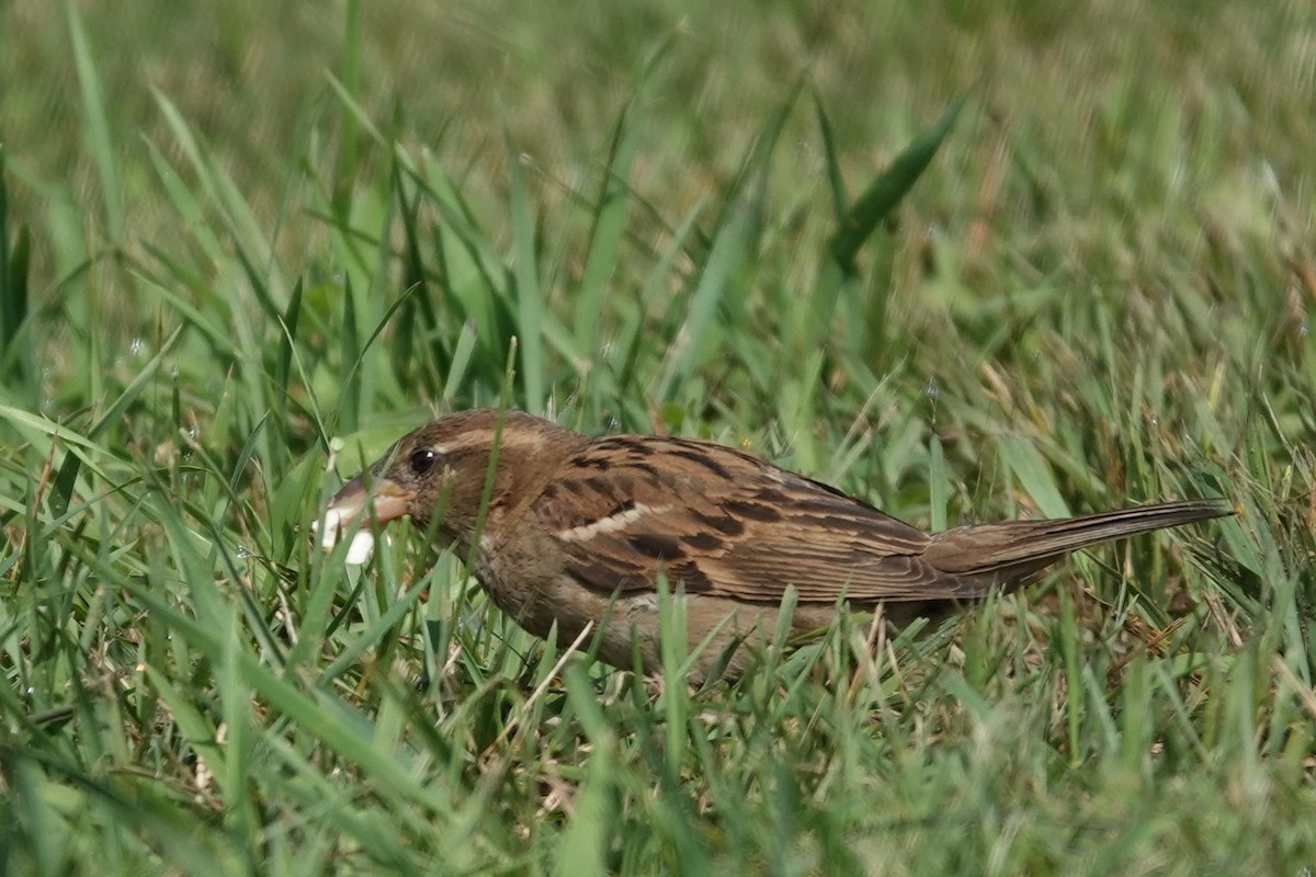 House Sparrow - ML638542502