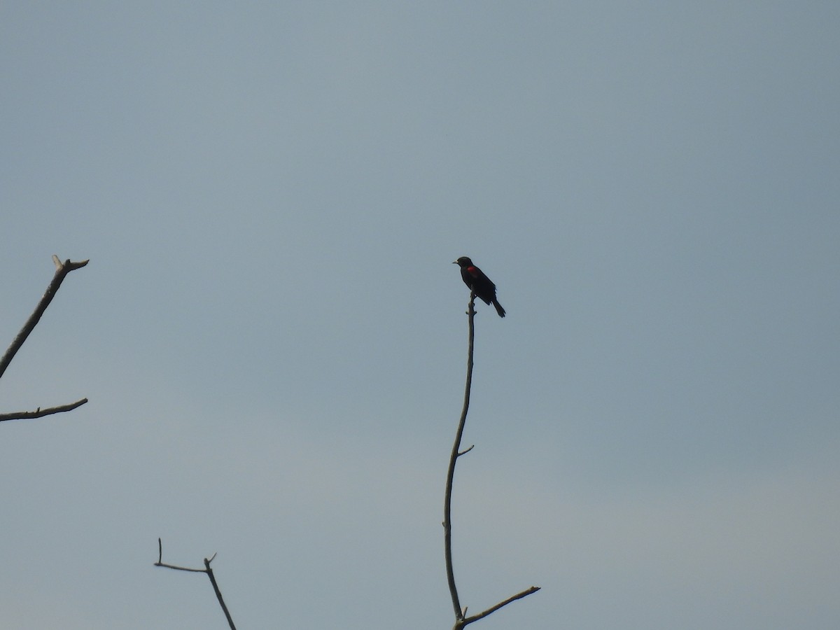 Red-winged Blackbird - ML638542503