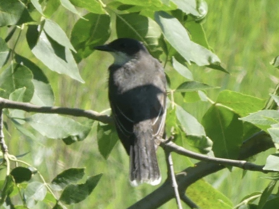 Eastern Kingbird - ML638542504