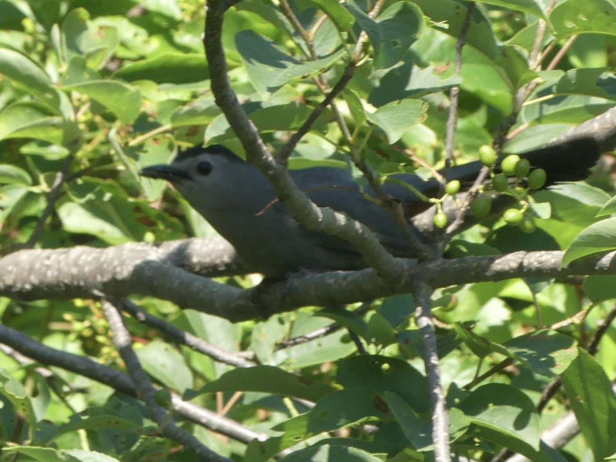 Gray Catbird - ML638542508