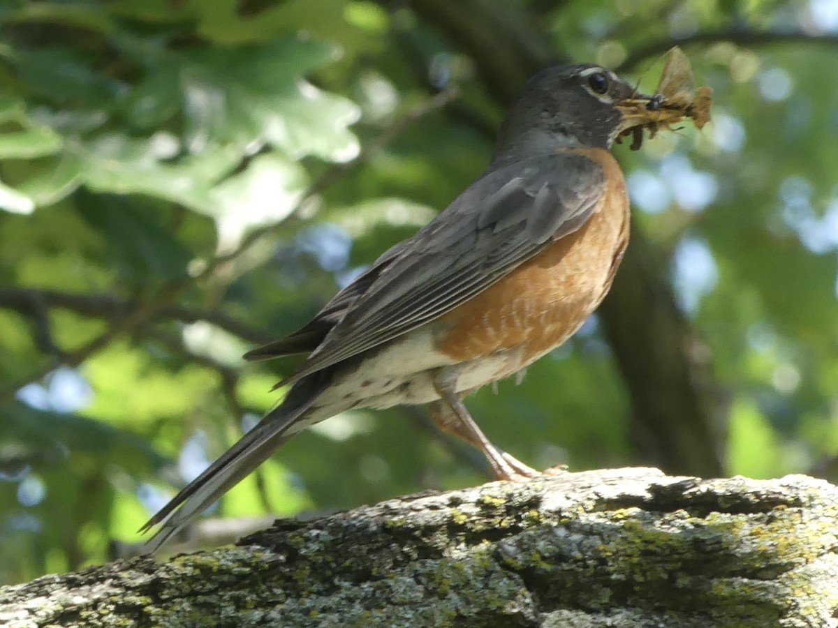 American Robin - ML638542512