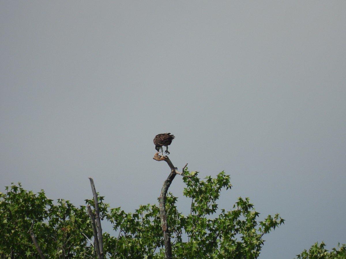 Osprey - ML638542516