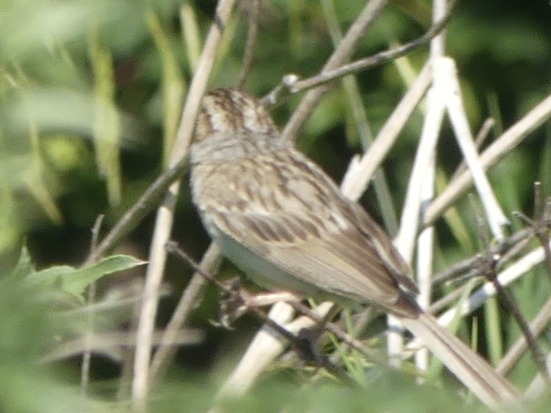 Clay-colored Sparrow - ML638542518