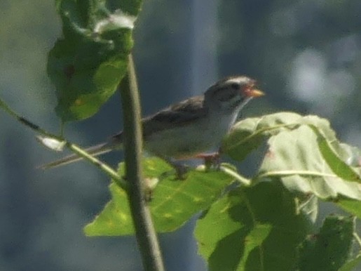 Clay-colored Sparrow - ML638542519