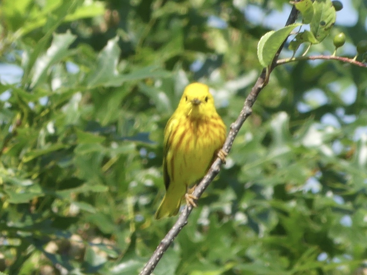 Yellow Warbler (Northern) - ML638542524